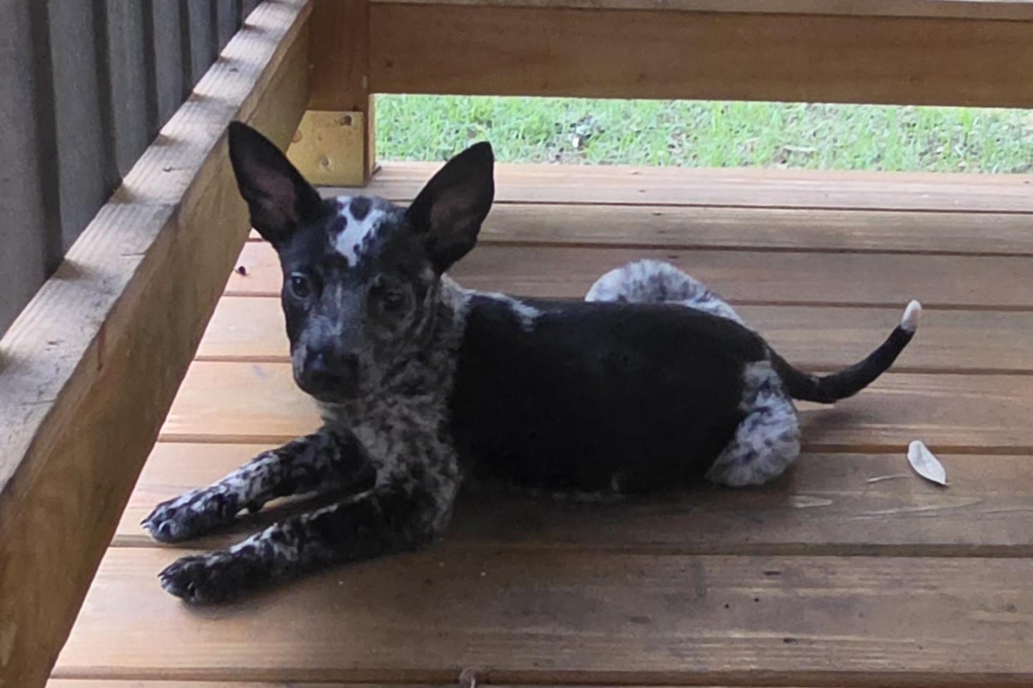 Popsicle, a Adopted mixed breed in Bradenton, FL image 4/5