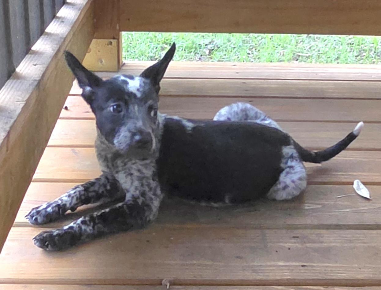 Popsicle, a Adopted mixed breed in Bradenton, FL image 5/5