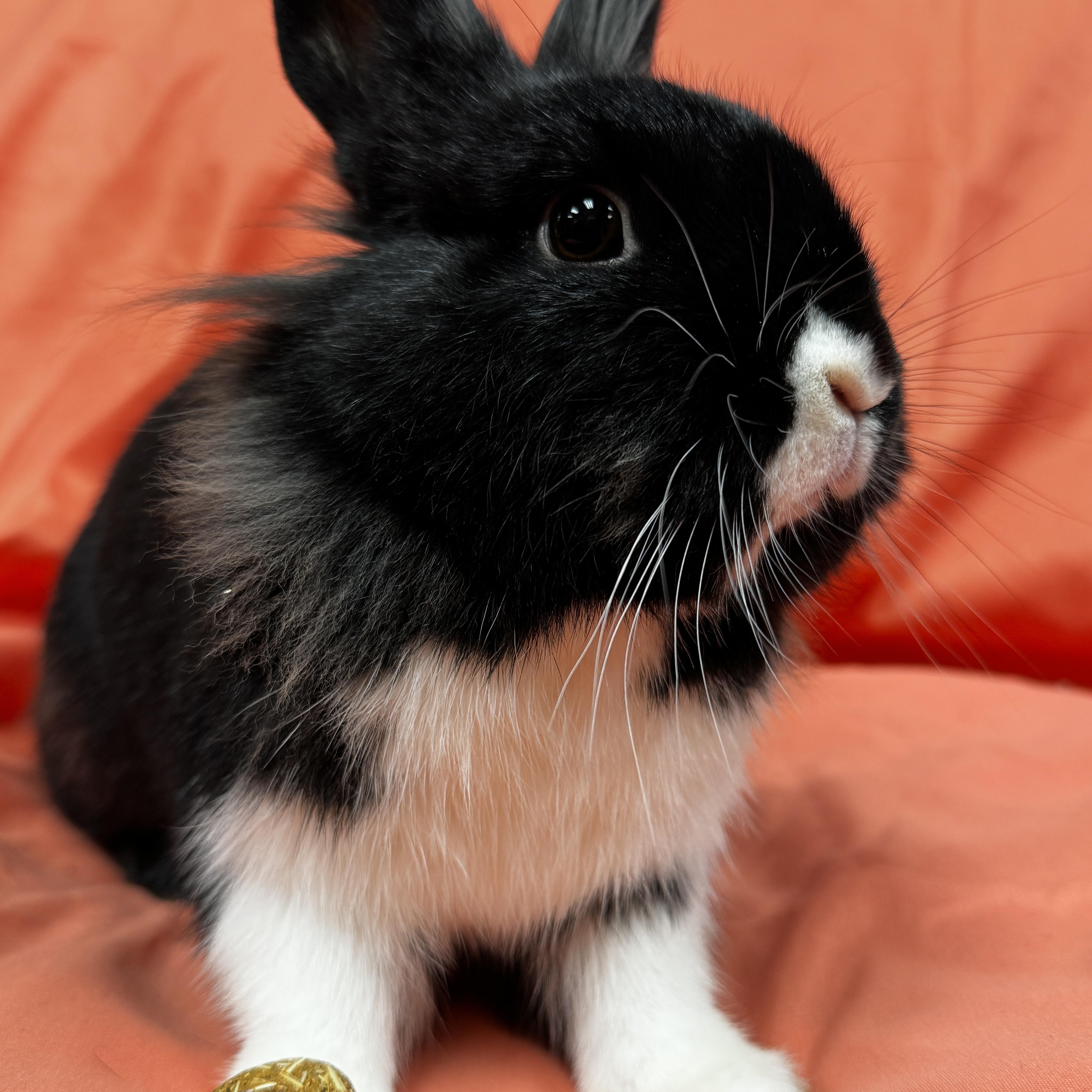 Enlarge Maizy, a ADOPTABLE mixed breed in Westerville, OH image 1/2