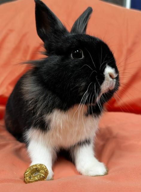 Enlarge Maizy, a Adoptable mixed breed in Westerville, OH image 3/3