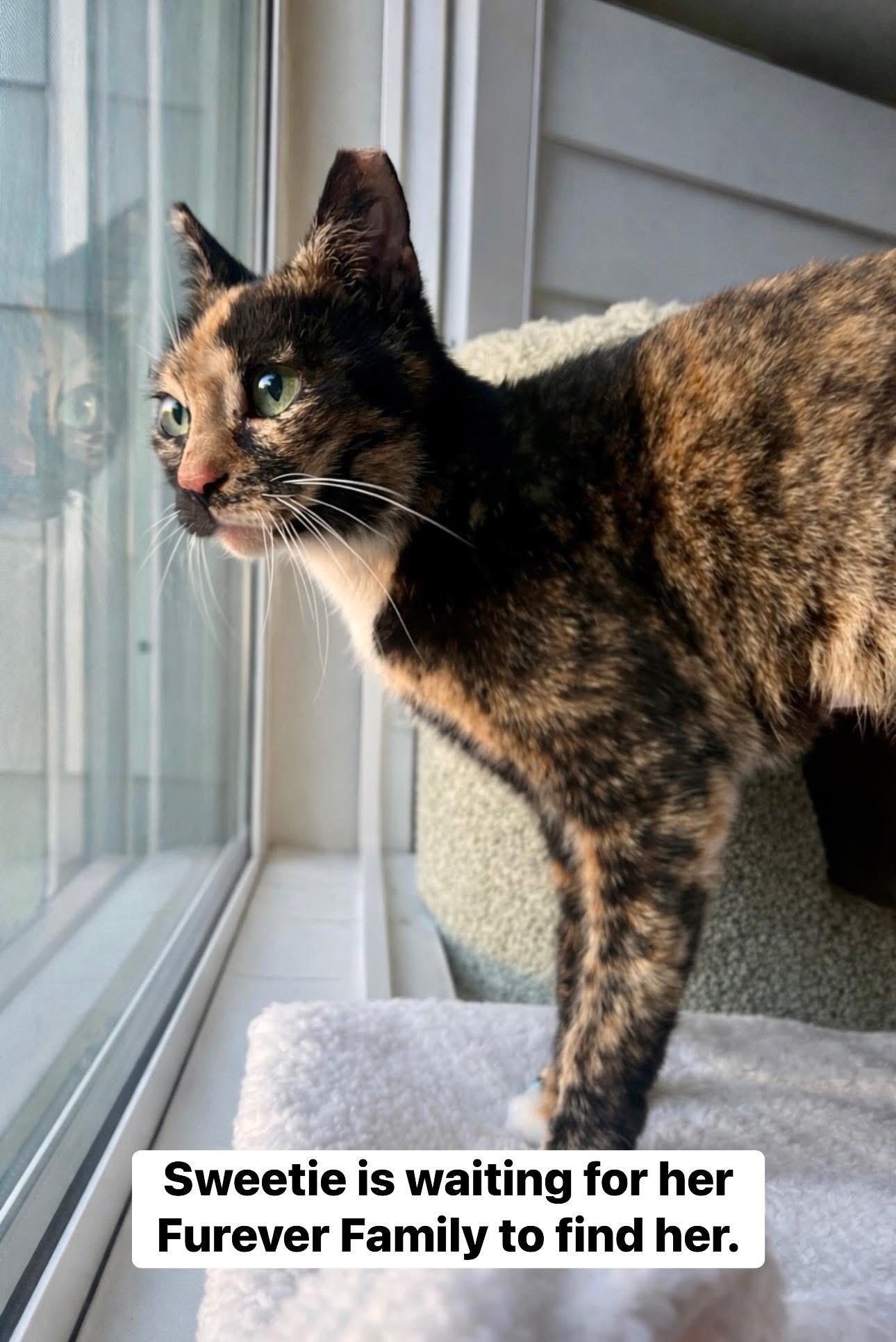 Enlarge Sweetie, a ADOPTABLE mixed breed in Arlington, TX image 2/2