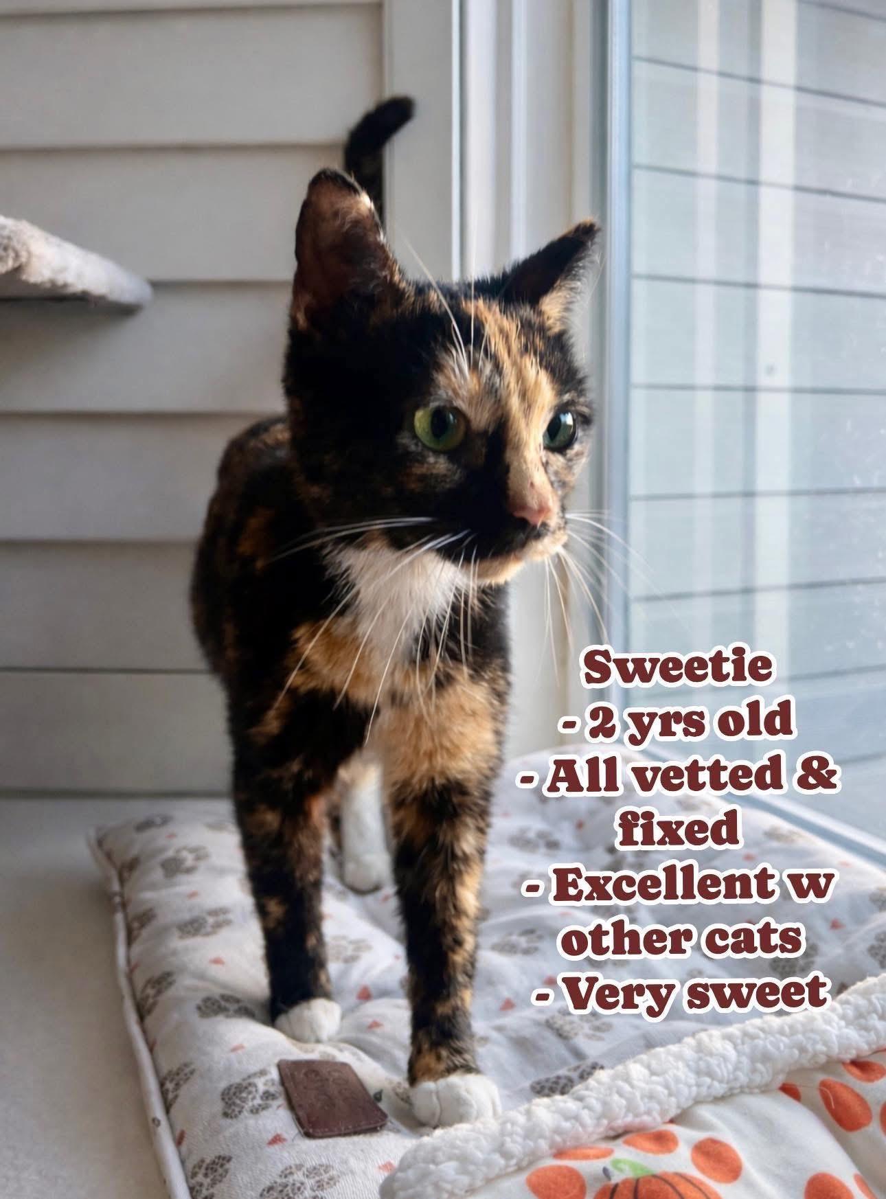 Sweetie, ADOPTABLE, Adult Female Calico & Domestic Short Hair.