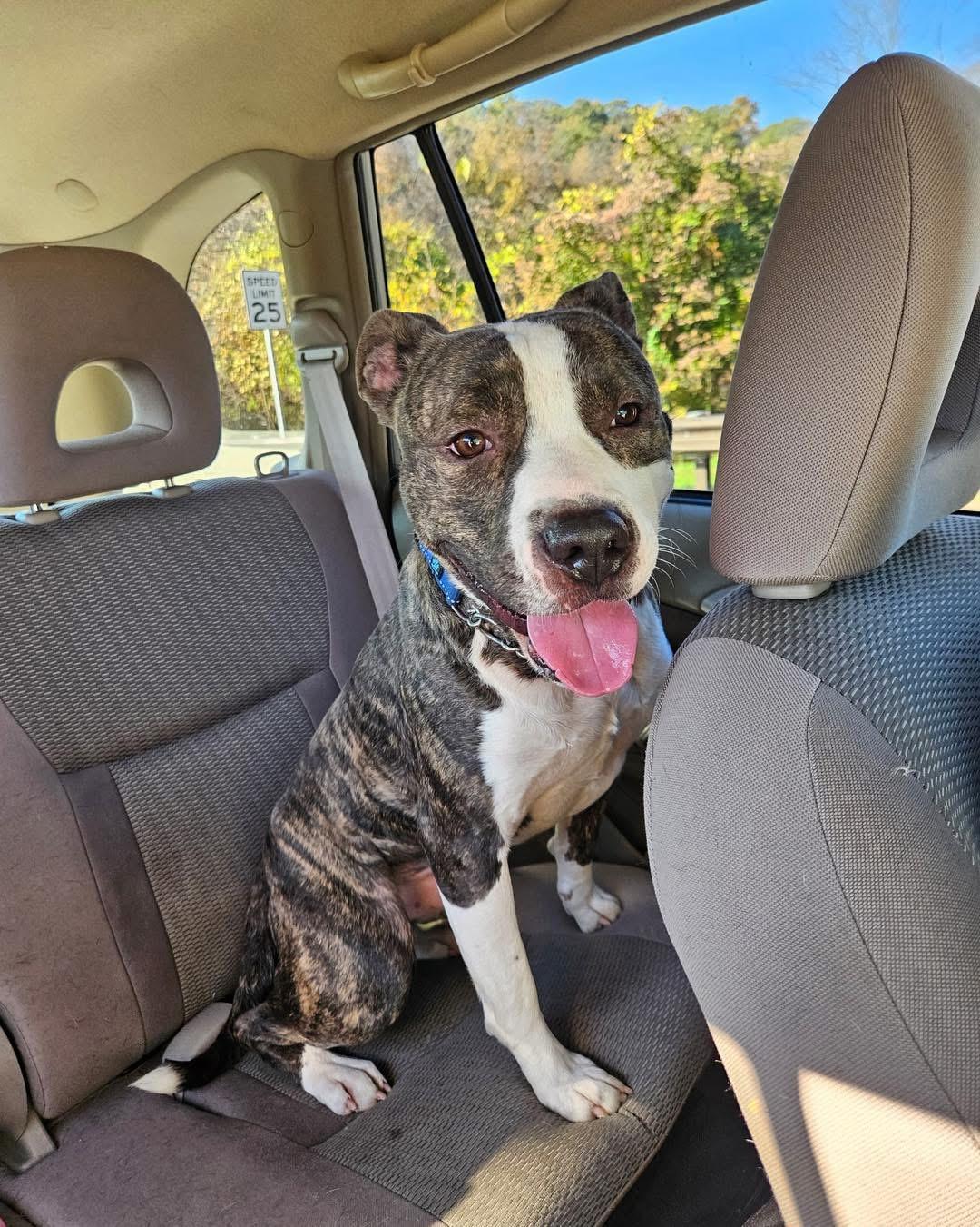 Cheerio — thumbnail 2