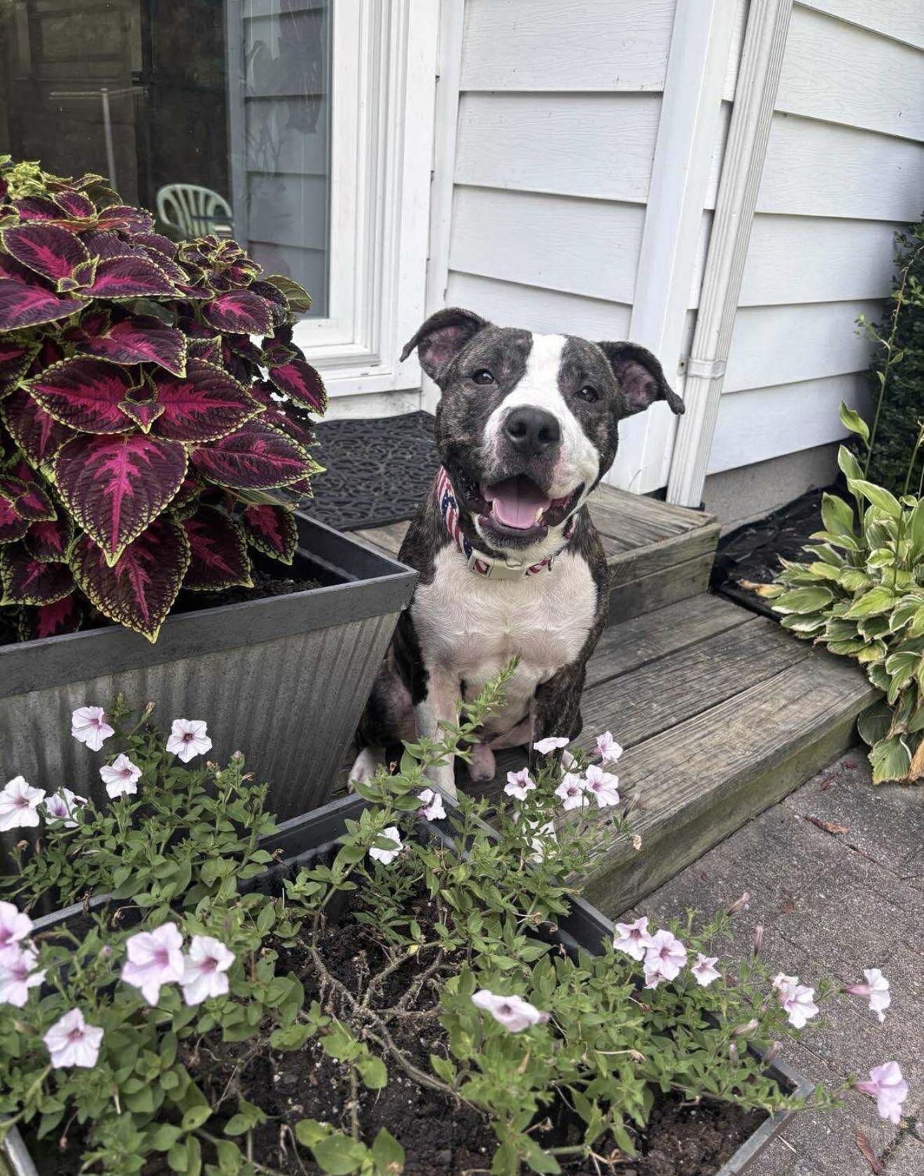 Cheerio — thumbnail 3