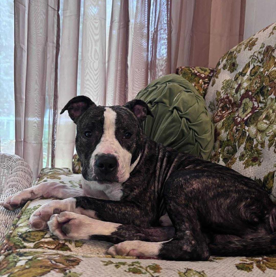 Cheerio — thumbnail 4