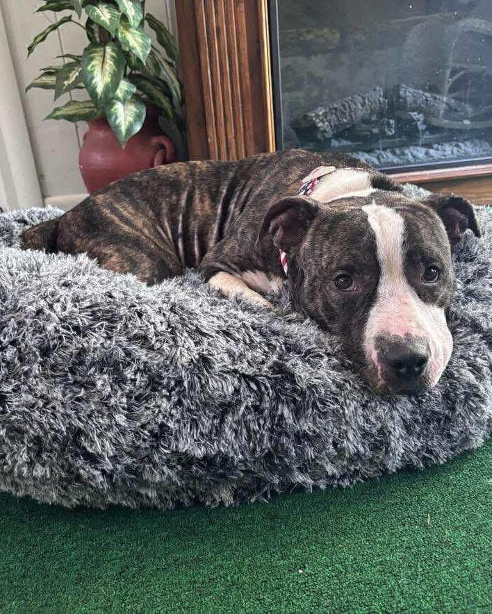 Cheerio — thumbnail 5