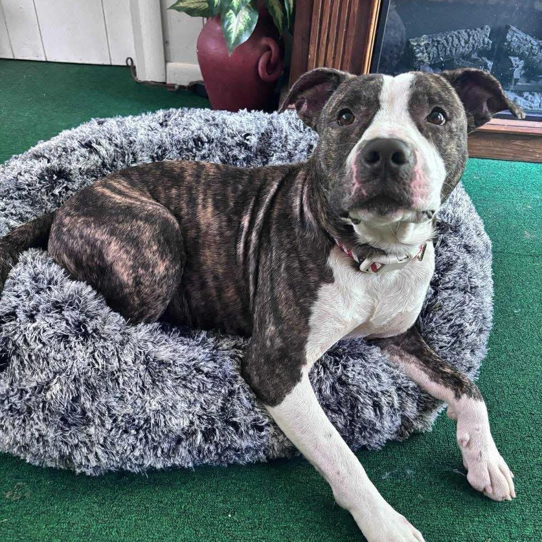 Cheerio — thumbnail 6