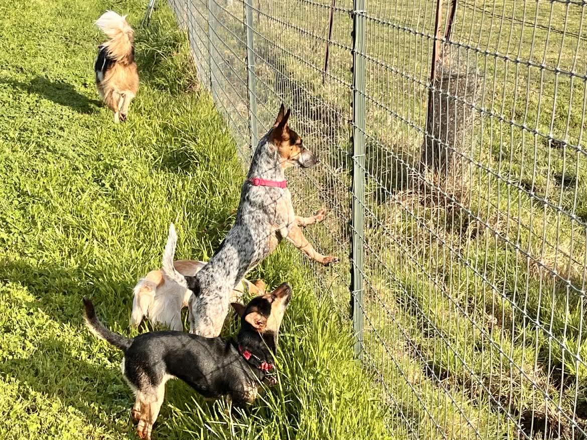 Juniper!, a ADOPTABLE mixed breed in Roseville, CA image 5/5