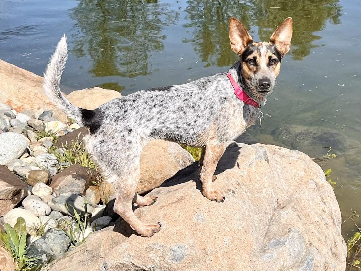 Juniper!, a ADOPTABLE mixed breed in Roseville, CA image 2/5