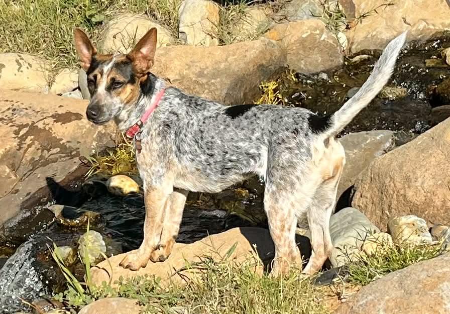 Juniper!, a ADOPTABLE mixed breed in Roseville, CA image 4/5