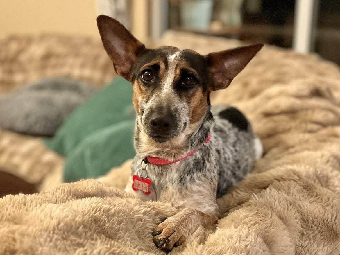 Juniper!, a ADOPTABLE mixed breed in Roseville, CA image 1/5