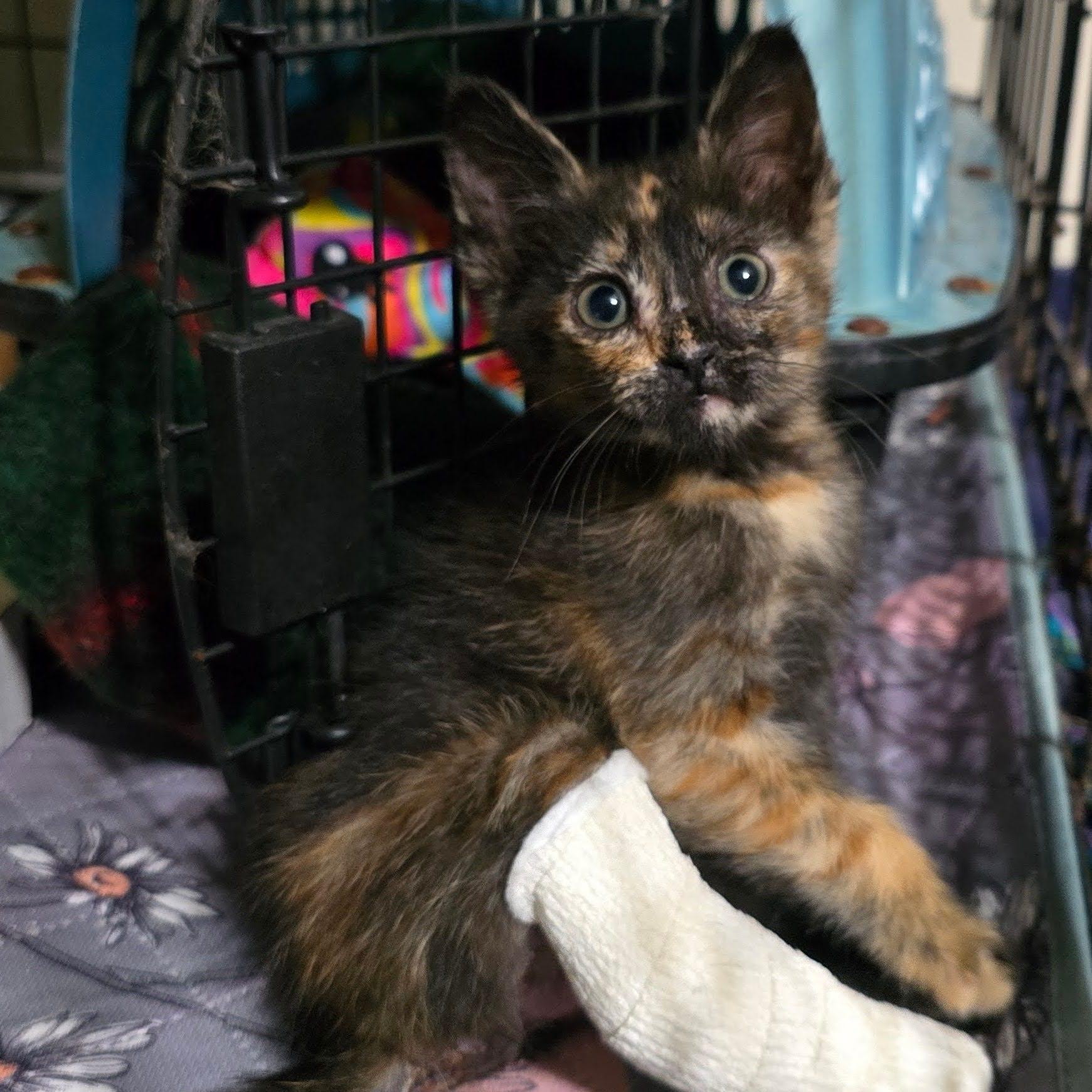 Linda Jo, a ADOPTABLE Domestic Short Hair in Bastrop, TX image 6/6