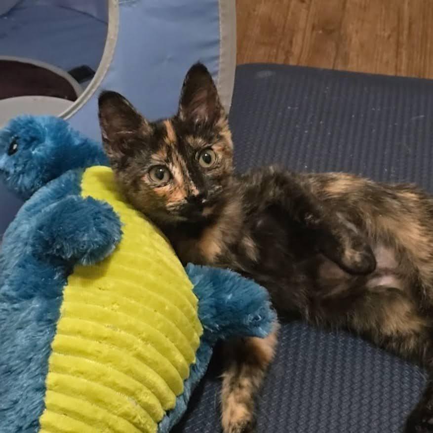 Linda Jo, a ADOPTABLE Domestic Short Hair in Bastrop, TX image 2/6