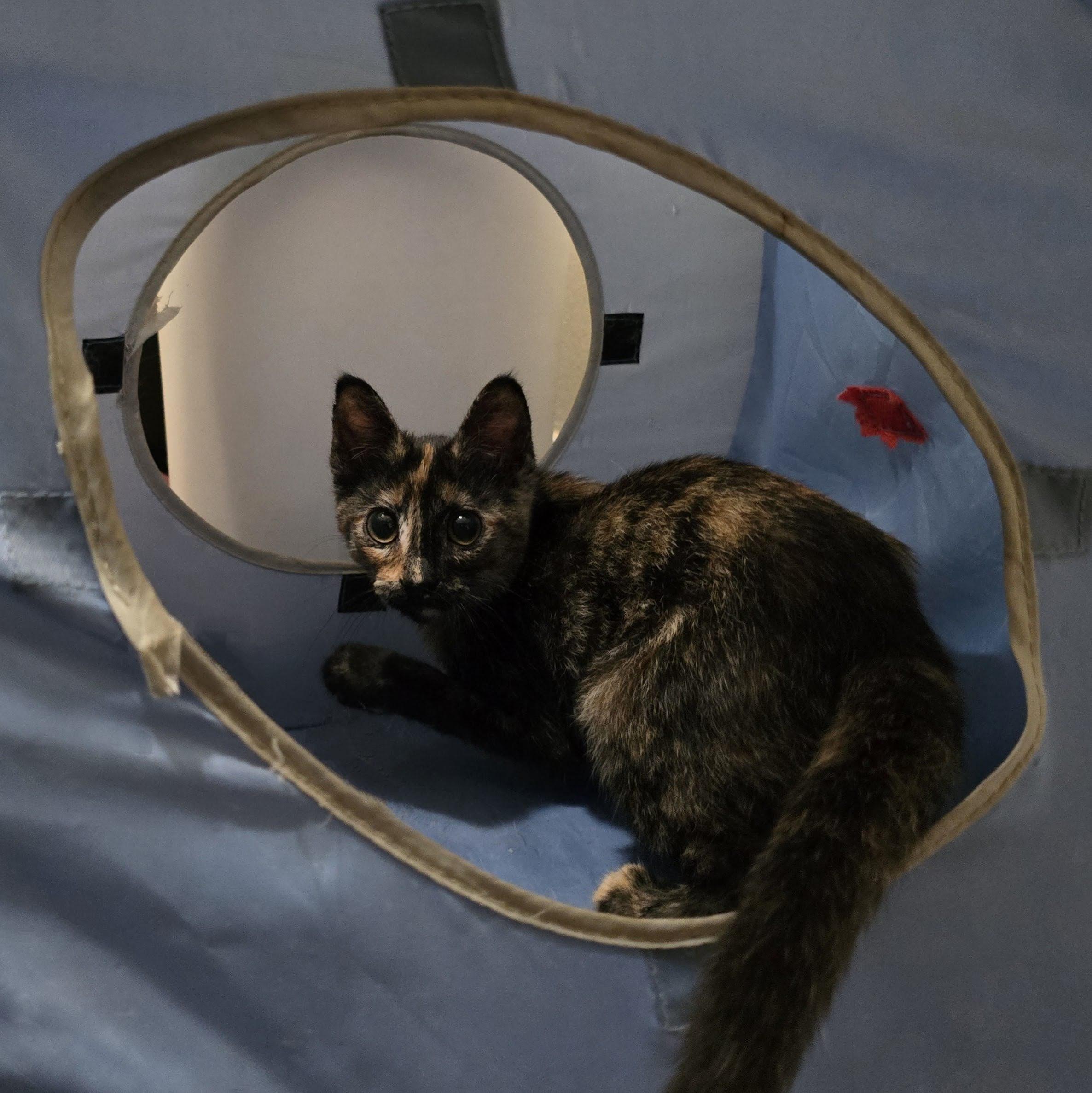 Linda Jo, a ADOPTABLE Domestic Short Hair in Bastrop, TX image 4/6