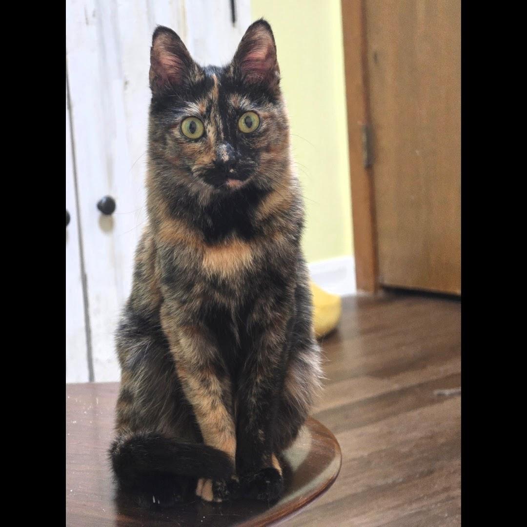 Linda Jo, a ADOPTABLE Domestic Short Hair in Bastrop, TX image 3/6