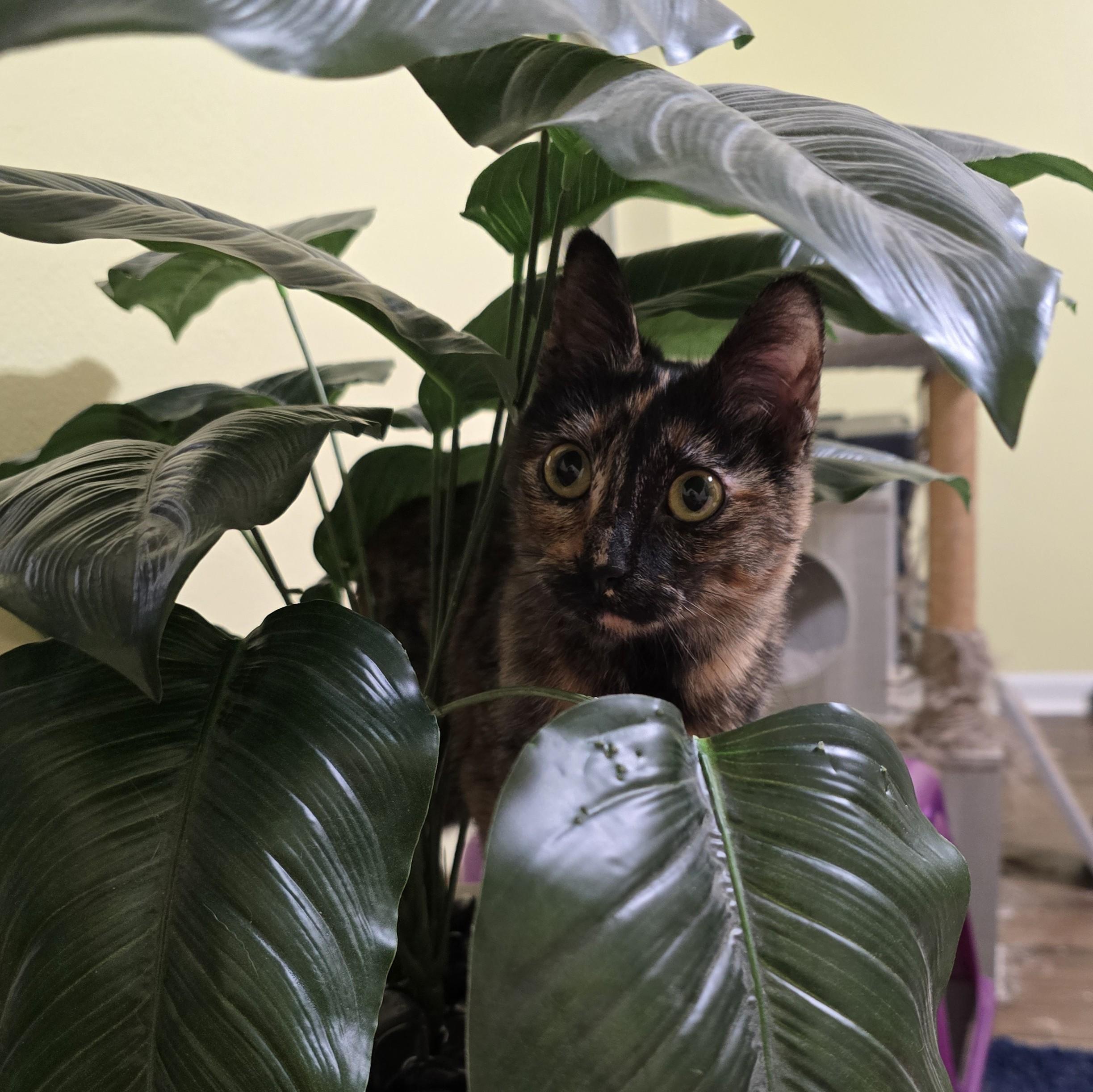 Linda Jo, ADOPTABLE, Kitten Female Domestic Short Hair.