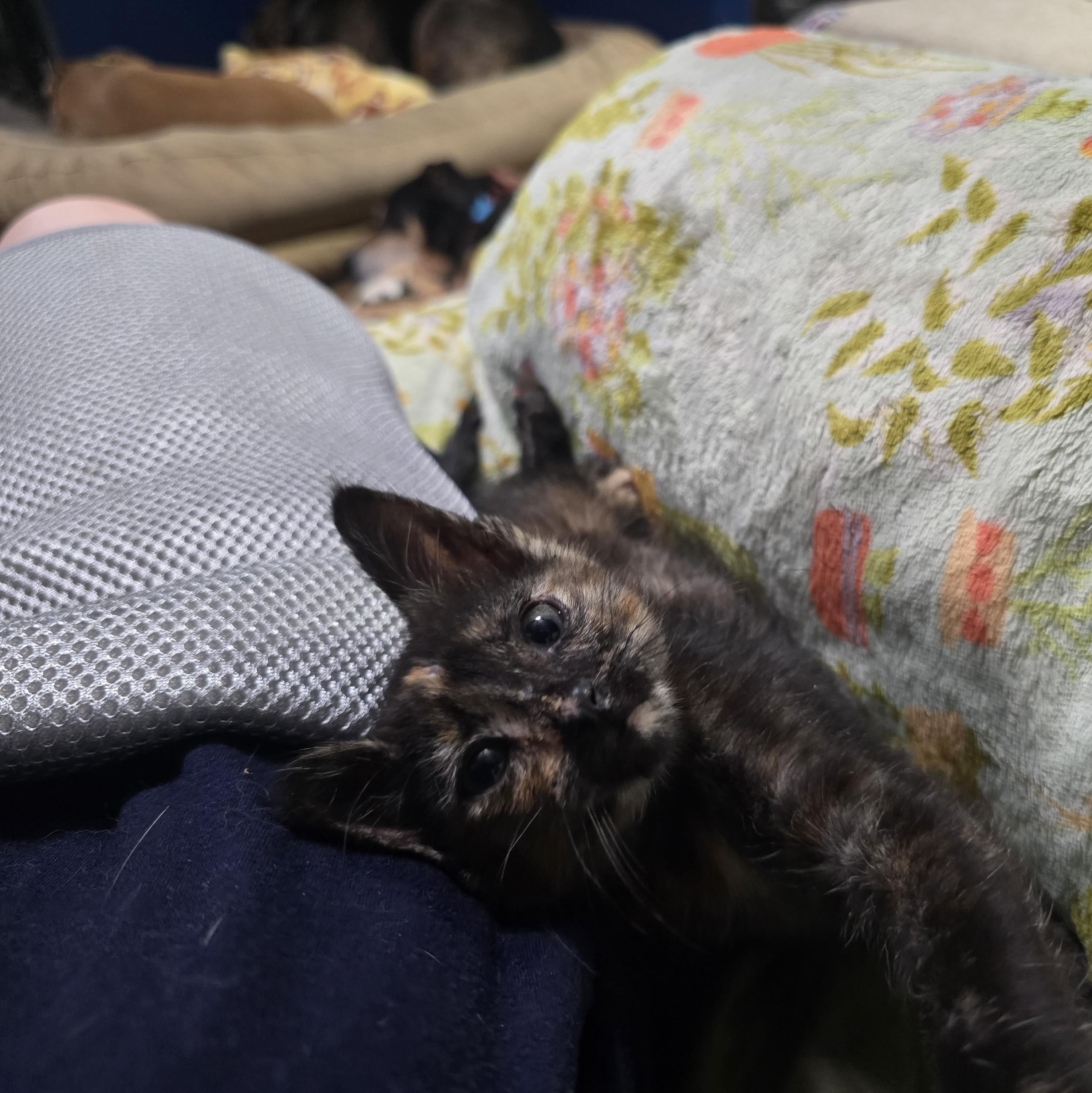 Linda Jo, a ADOPTABLE Domestic Short Hair in Bastrop, TX image 5/6