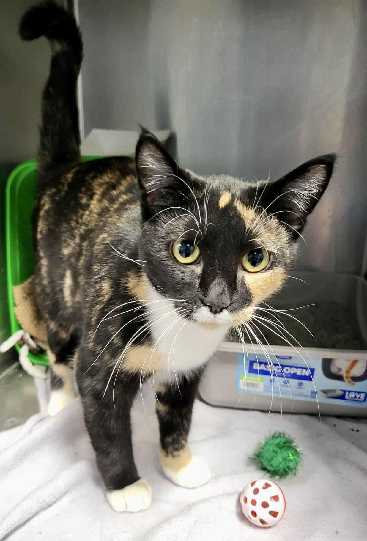 Chloe, Adoptable, Young Female Domestic Short Hair.