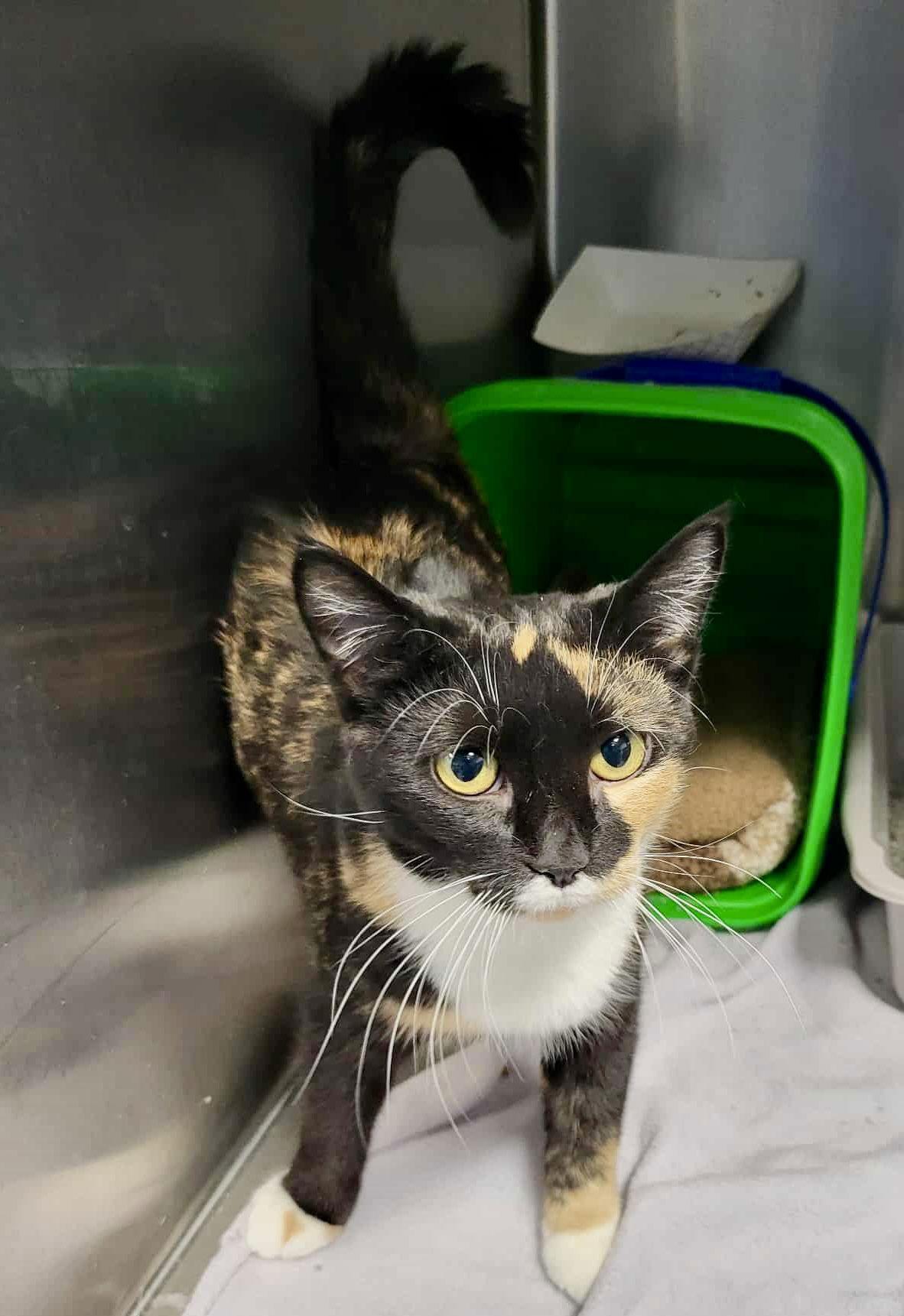 Enlarge Chloe, a Adoptable Domestic Short Hair in Detroit Lakes, MN image 2/3