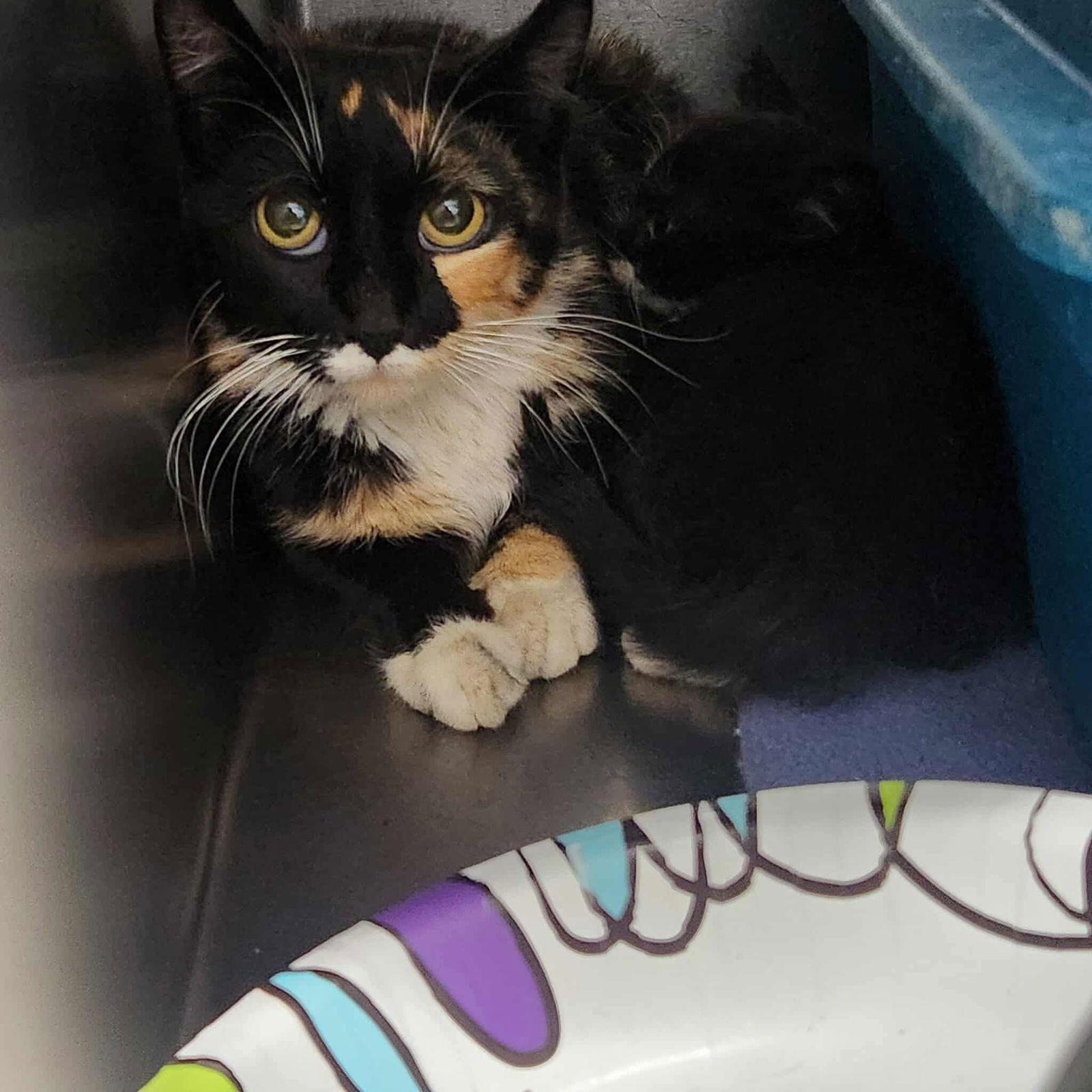 Chloe, Adoptable, Young Female Domestic Short Hair.