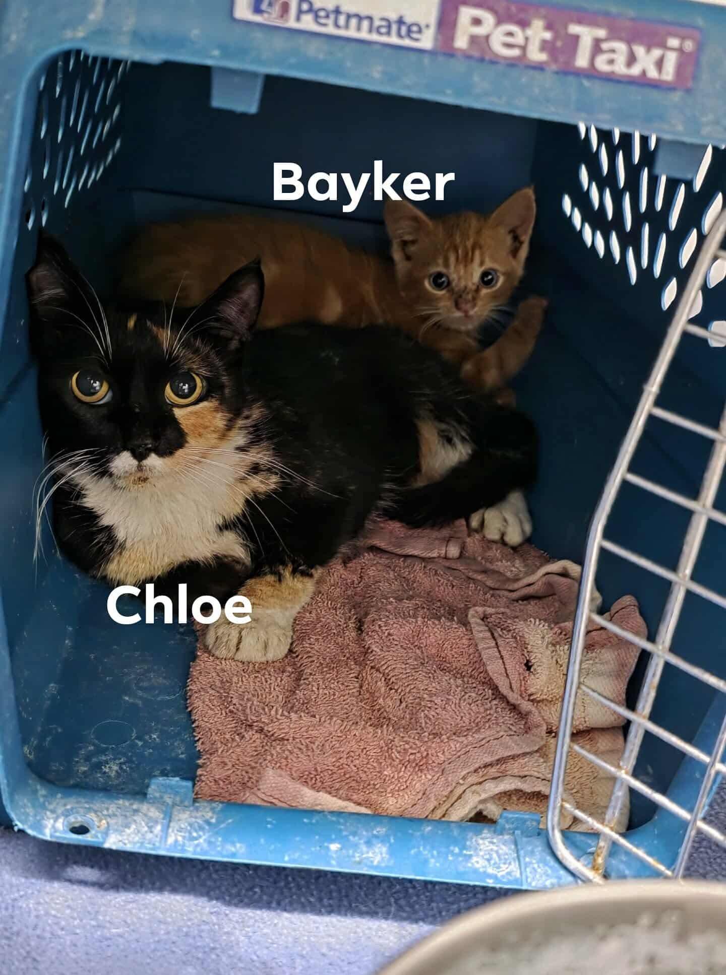 Chloe, a Adoptable Domestic Short Hair in Detroit Lakes, MN image 2/3