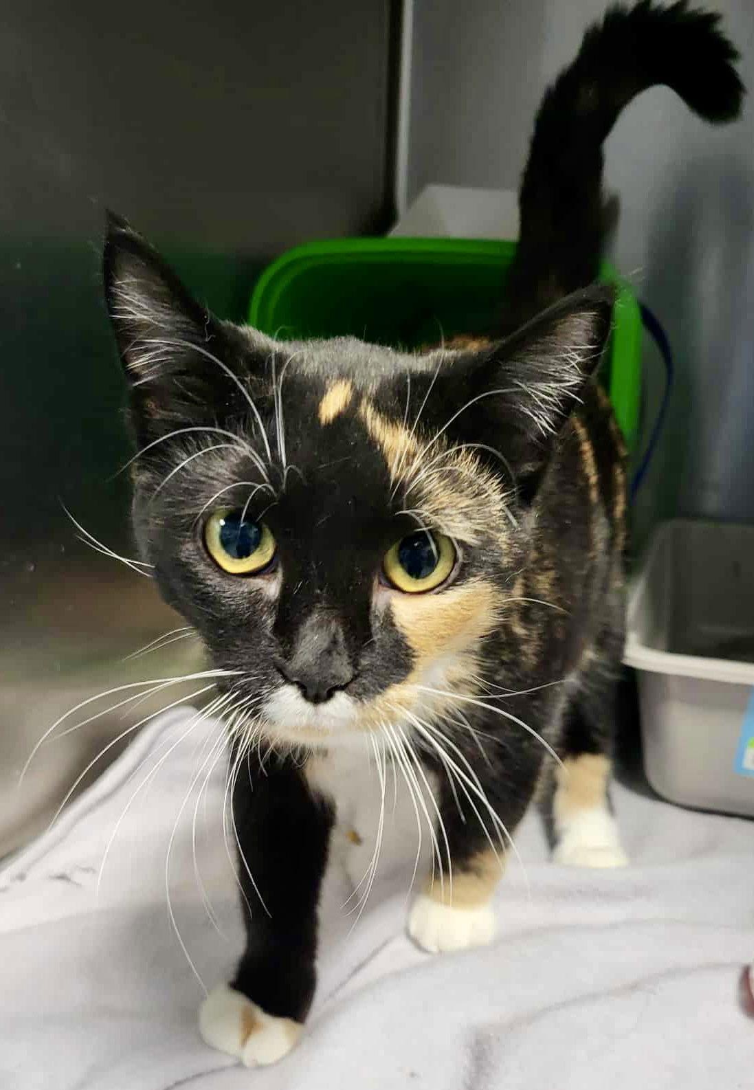 Enlarge Chloe, a Adoptable Domestic Short Hair in Detroit Lakes, MN image 3/3