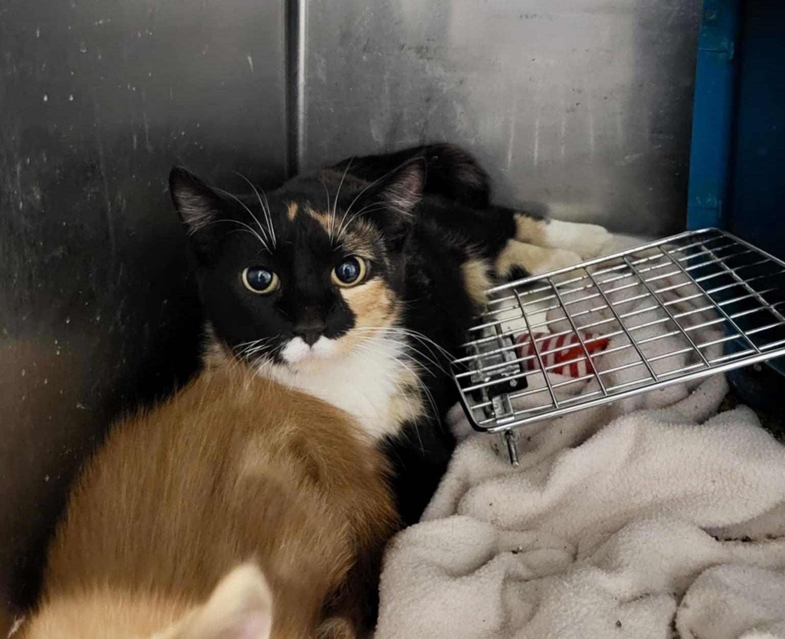 Chloe, a Adoptable Domestic Short Hair in Detroit Lakes, MN image 3/3