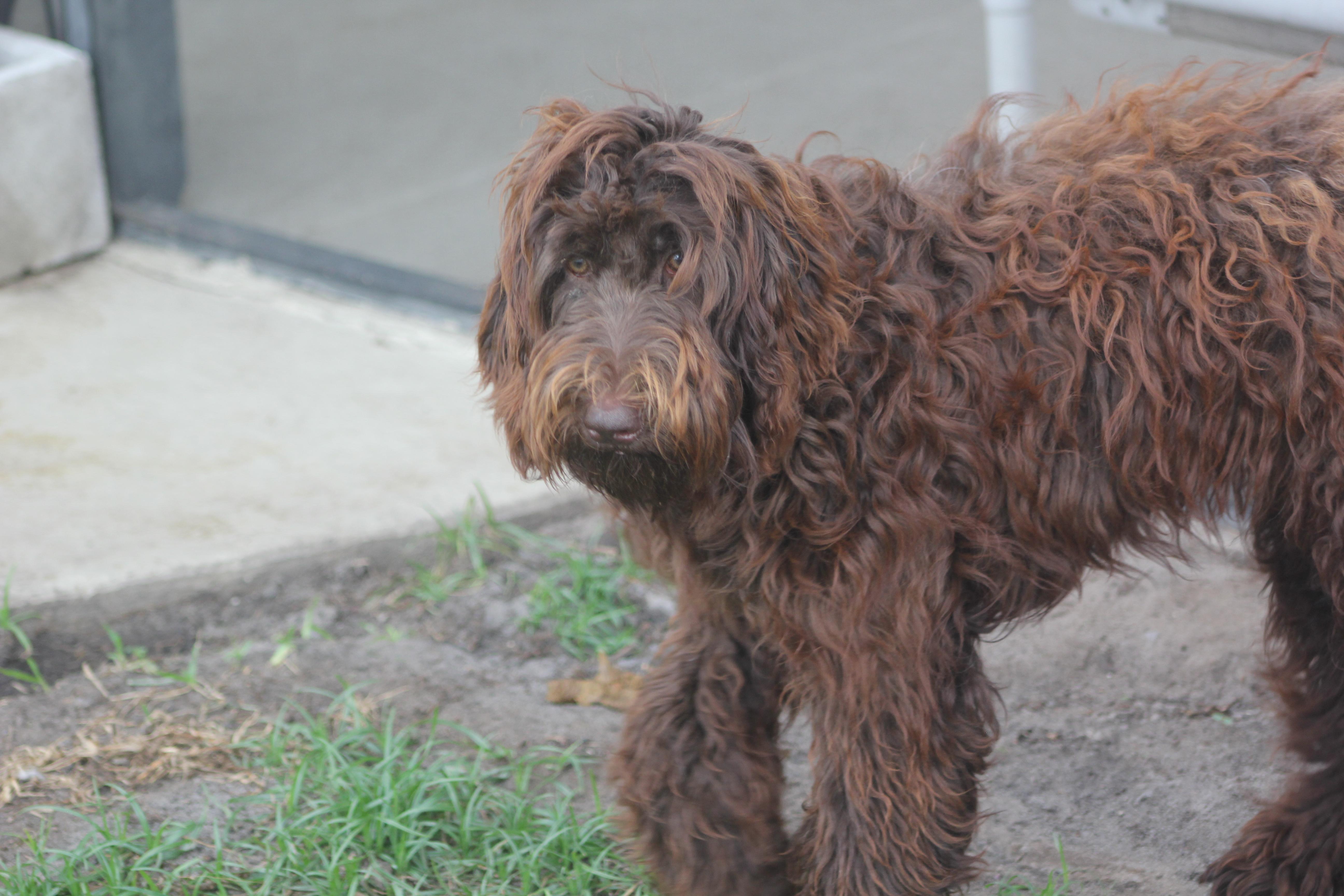 Enlarge Sundae, an adopted Labradoodle in Orlando, FL image 2/3