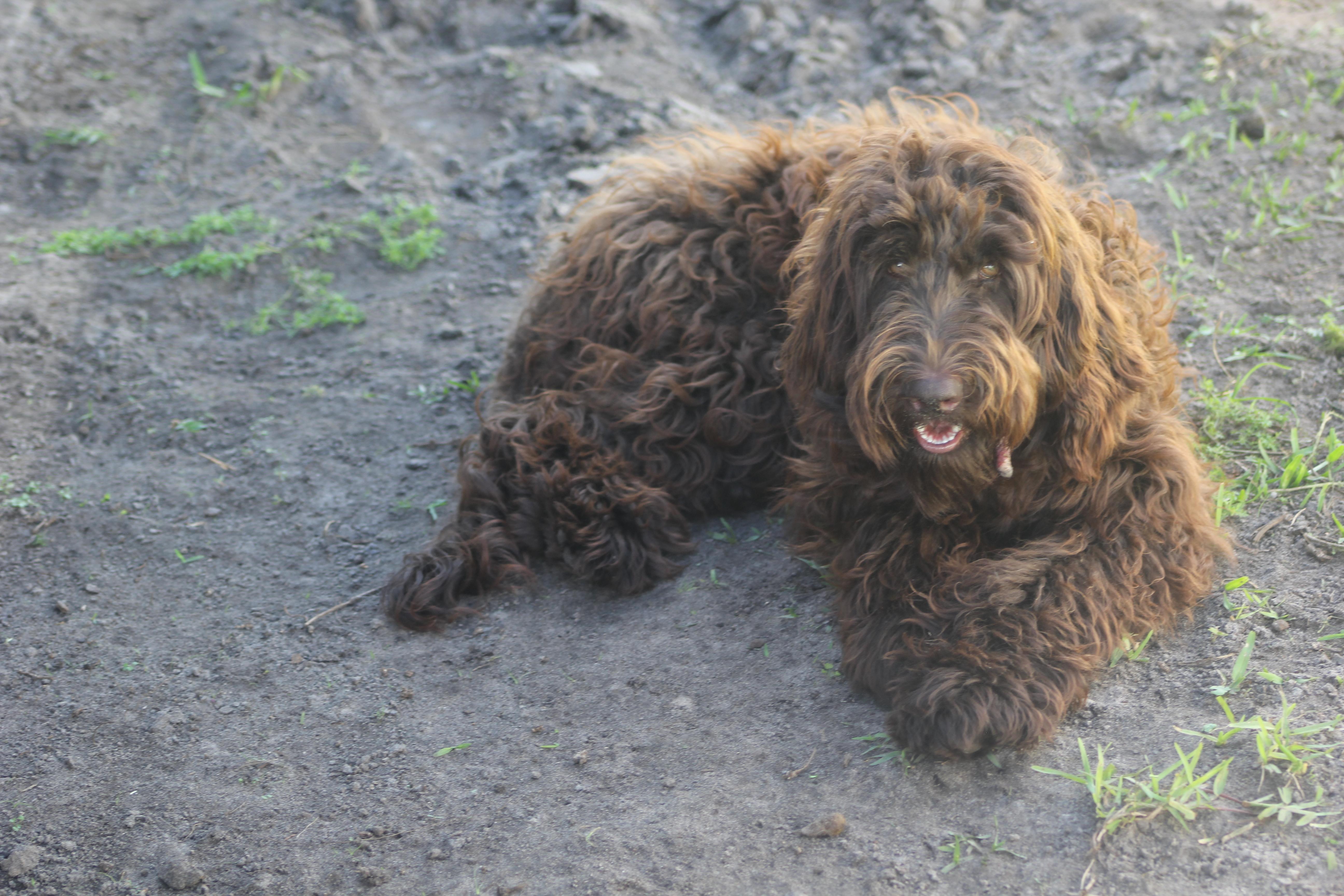 Enlarge Sundae, an adopted Labradoodle in Orlando, FL image 1/3