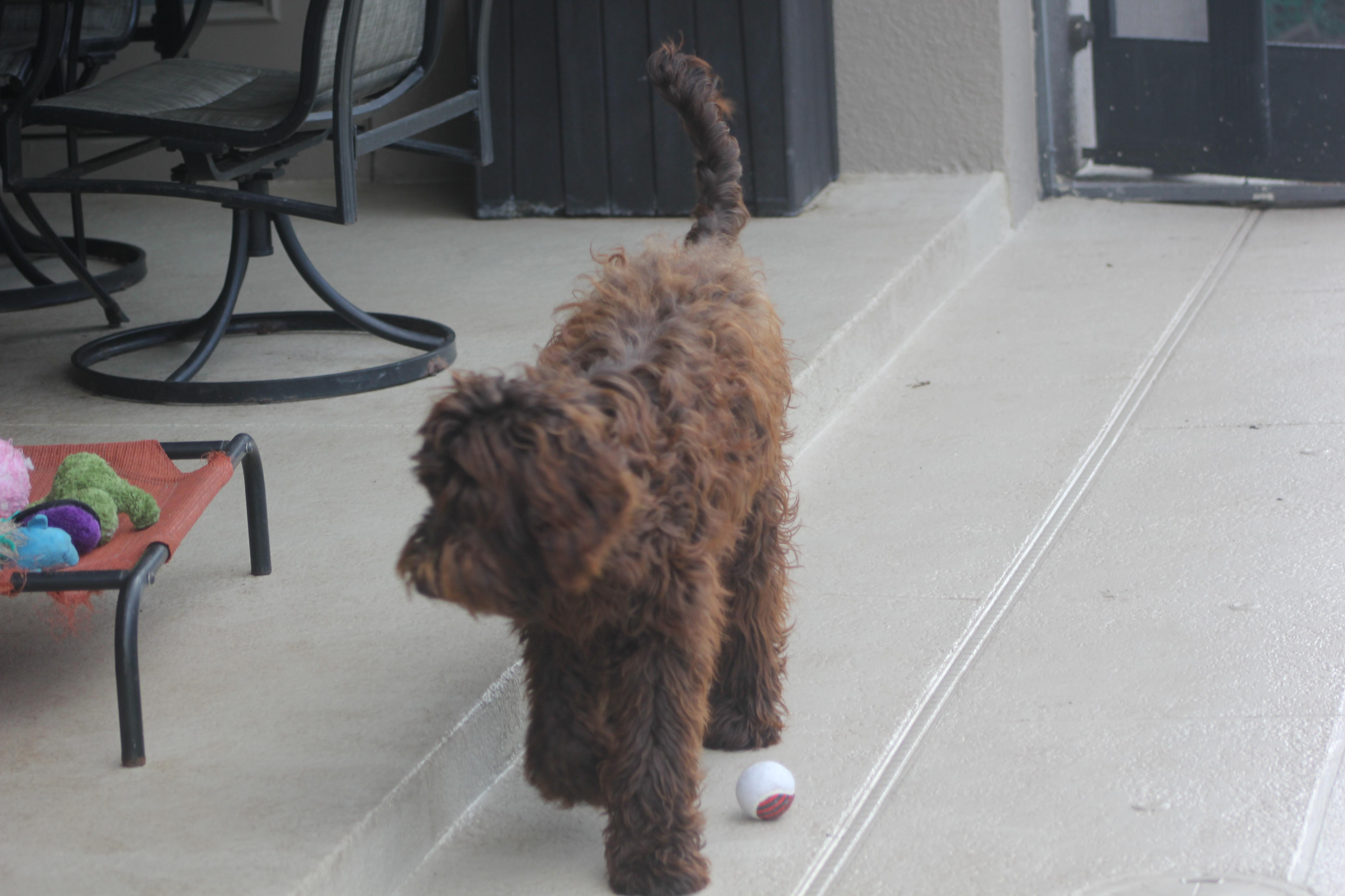 Enlarge Sundae, an adopted Labradoodle in Orlando, FL image 3/3