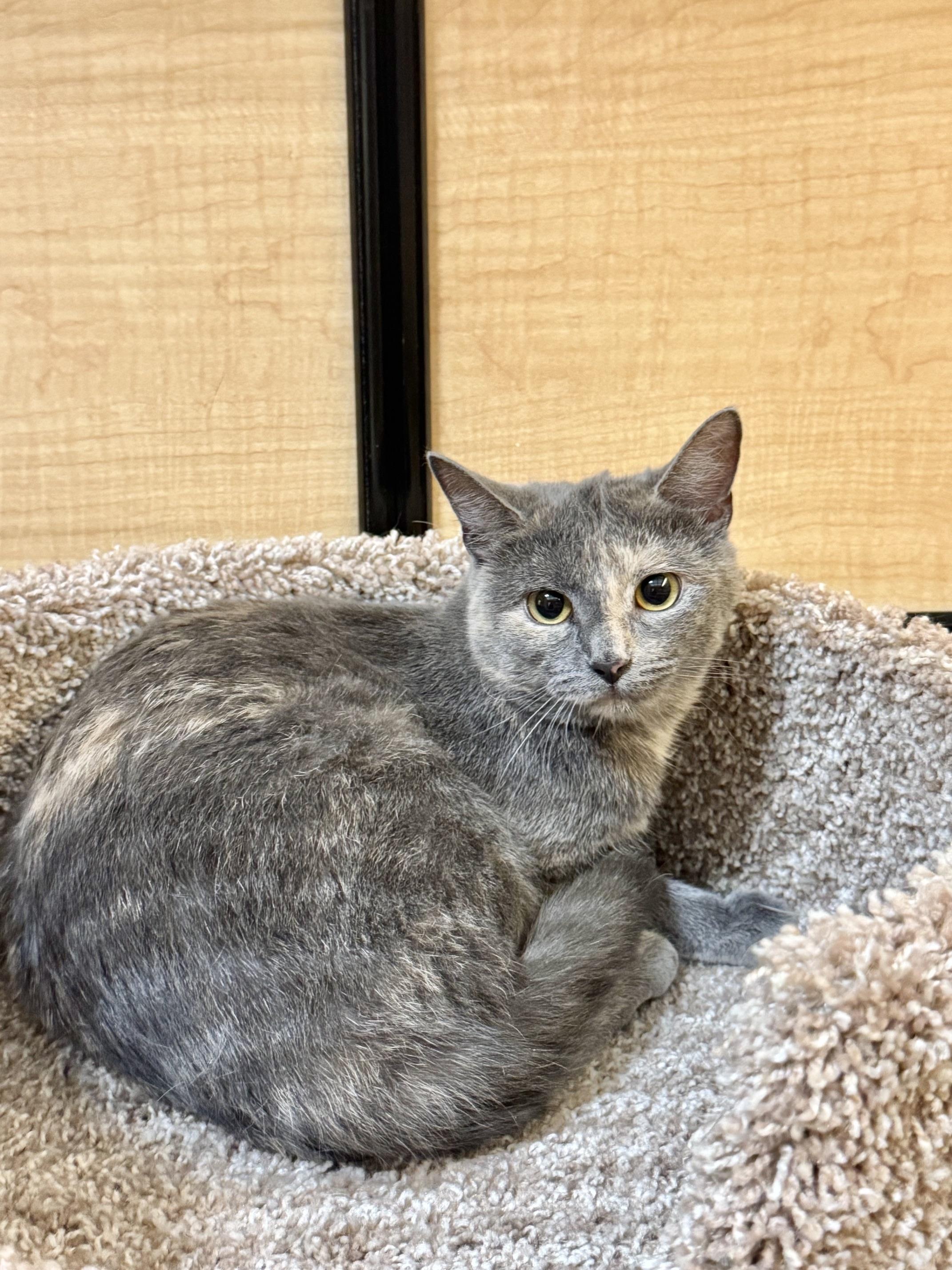 Emma, a ADOPTABLE Domestic Short Hair in Springfield, PA image 1/4