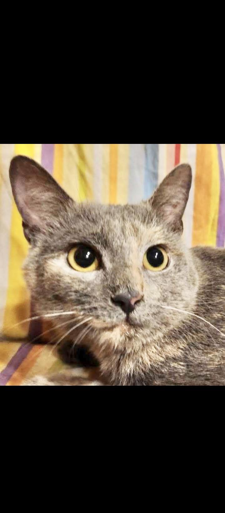 Emma, a ADOPTABLE Domestic Short Hair in Springfield, PA image 3/4