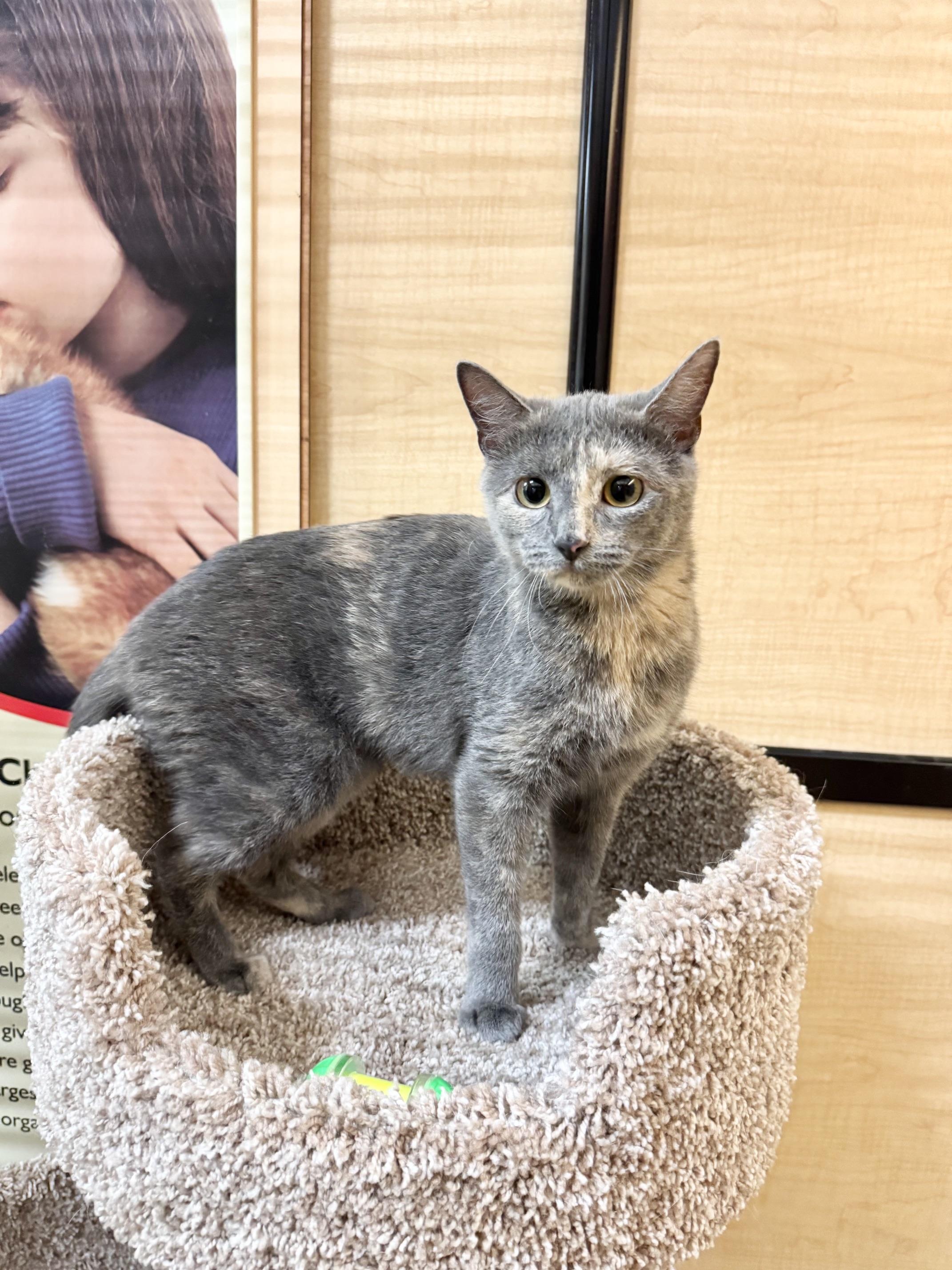 Emma, a ADOPTABLE Domestic Short Hair in Springfield, PA image 2/4