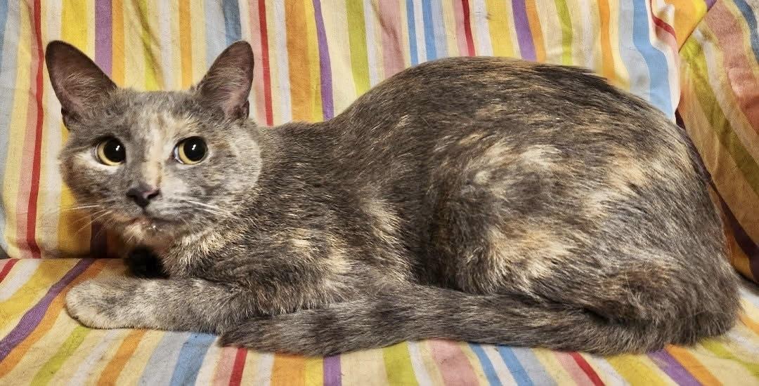 Emma, a ADOPTABLE Domestic Short Hair in Springfield, PA image 4/4