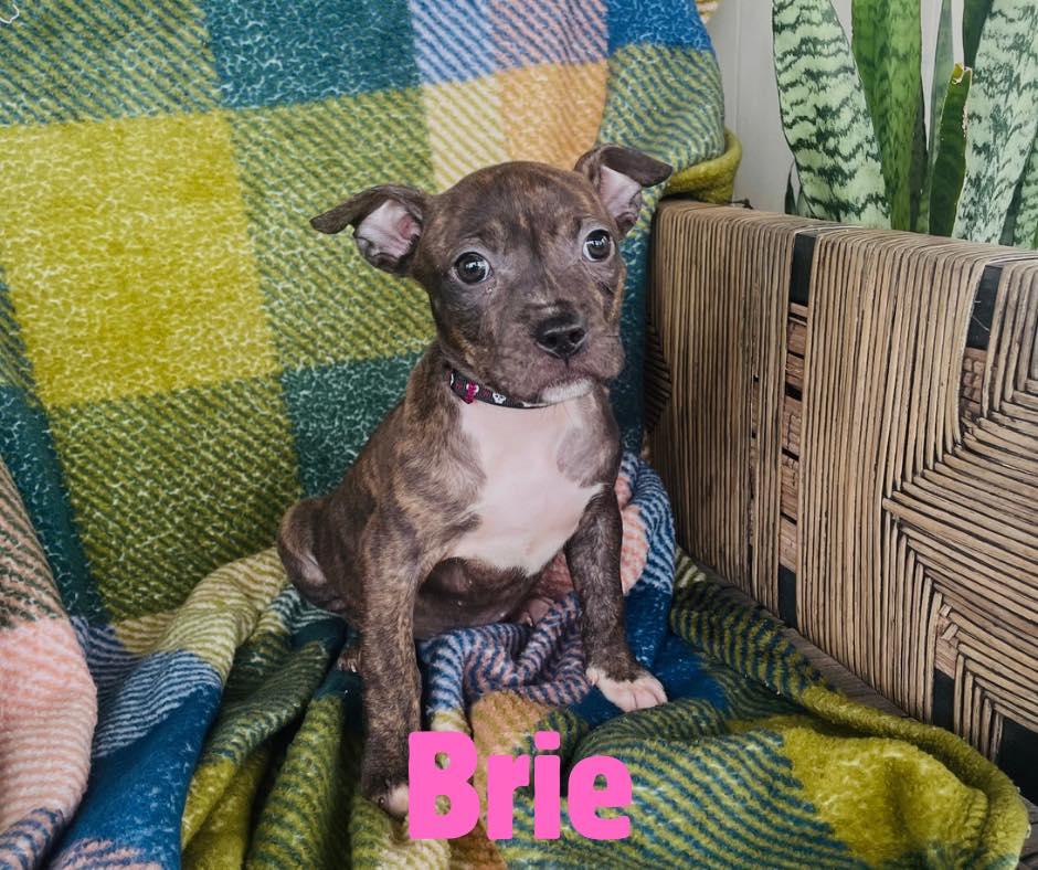 Brie, ADOPTABLE, Puppy Female Pit Bull Terrier.