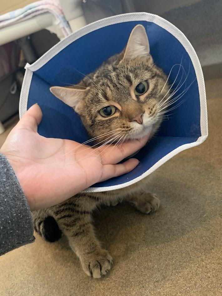 Mango Pie, Adoptable, Adult Female Domestic Short Hair.