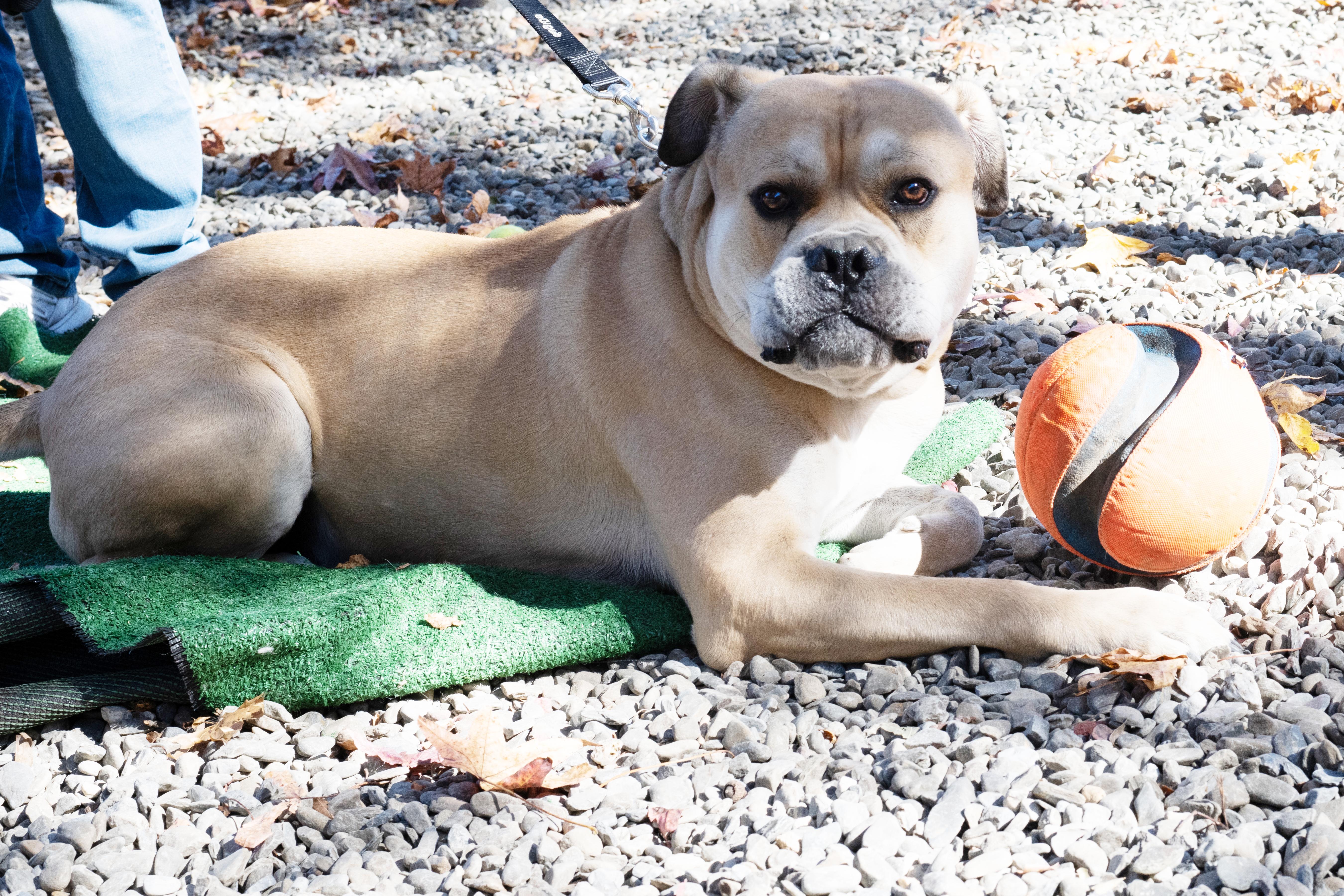 Nipsy, Adoptable, Adult Male Bullmastiff.