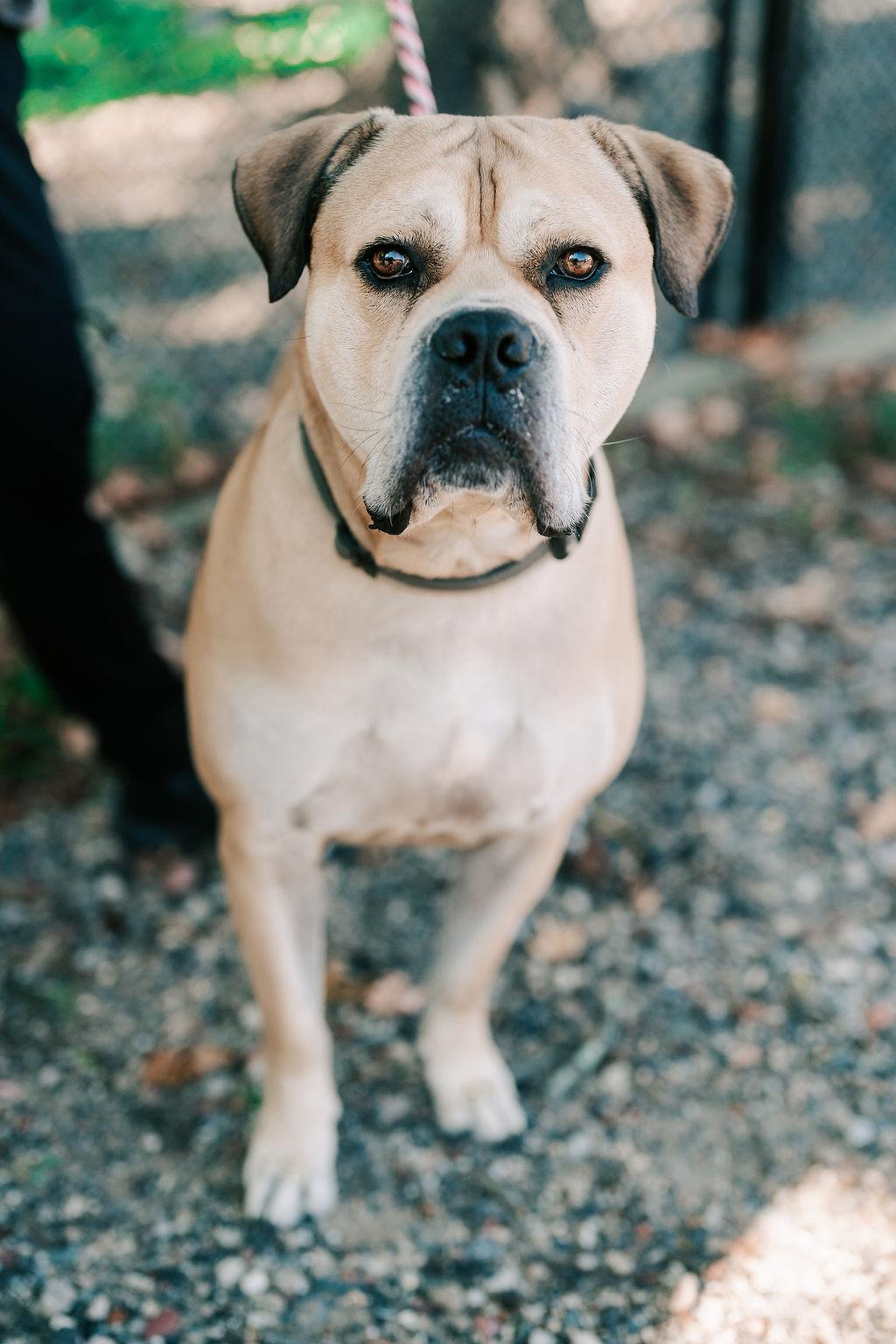 Nipsy, a Adoptable mixed breed in Old Bridge, NJ image 2/6