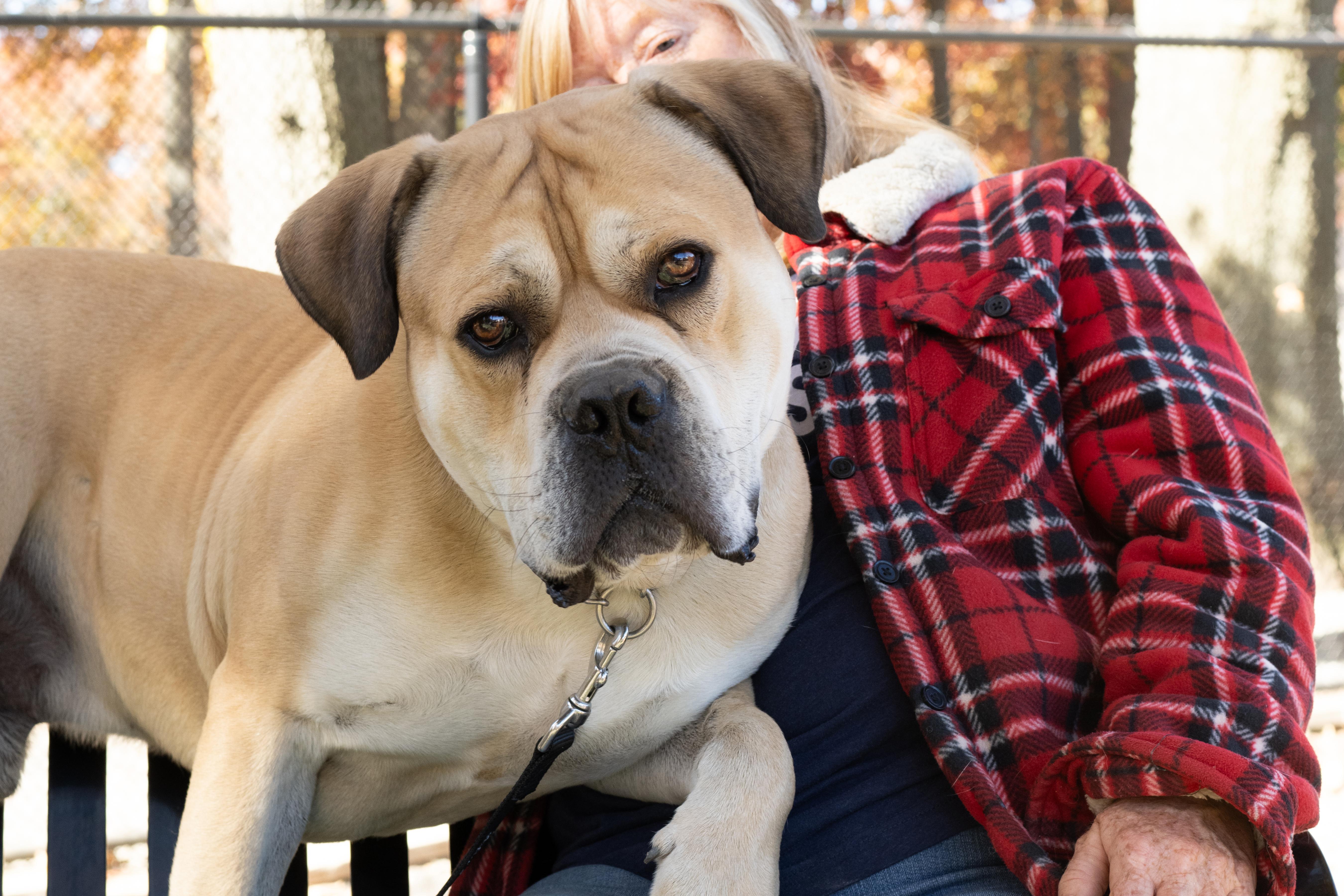 Nipsy, a Adoptable mixed breed in Old Bridge, NJ image 3/6