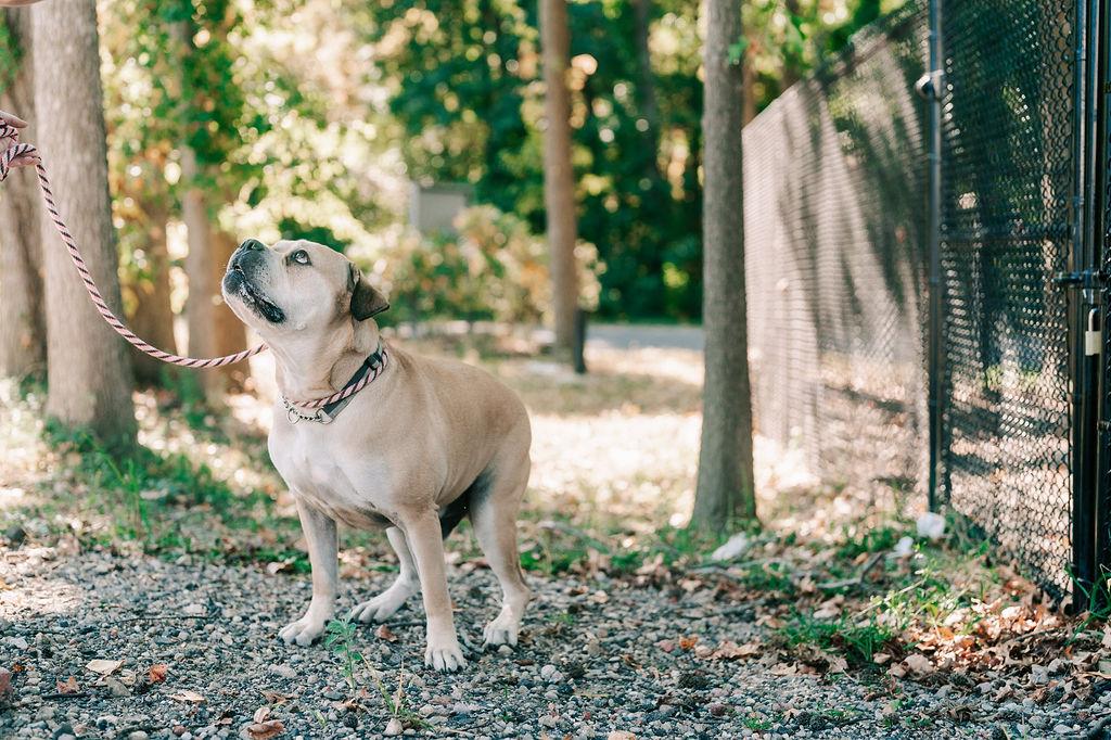 Nipsy, a Adoptable mixed breed in Old Bridge, NJ image 4/6