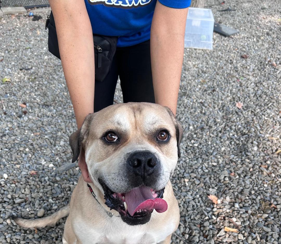 Nipsy, a Adoptable mixed breed in Old Bridge, NJ image 5/6