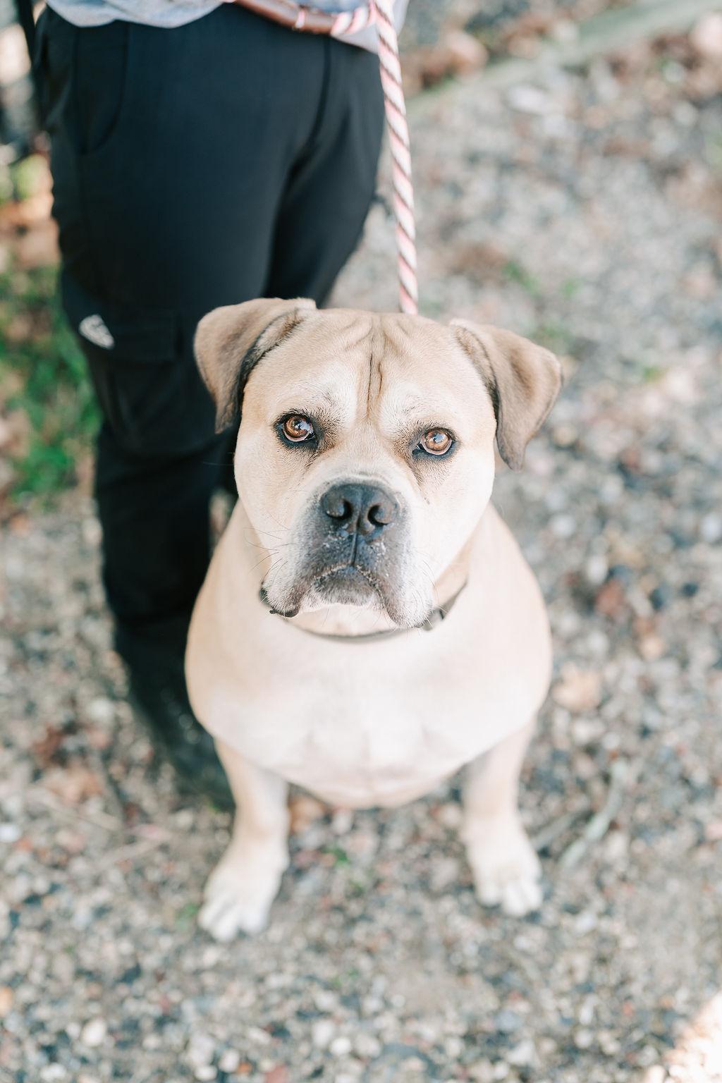 Nipsy, a Adoptable mixed breed in Old Bridge, NJ image 6/6