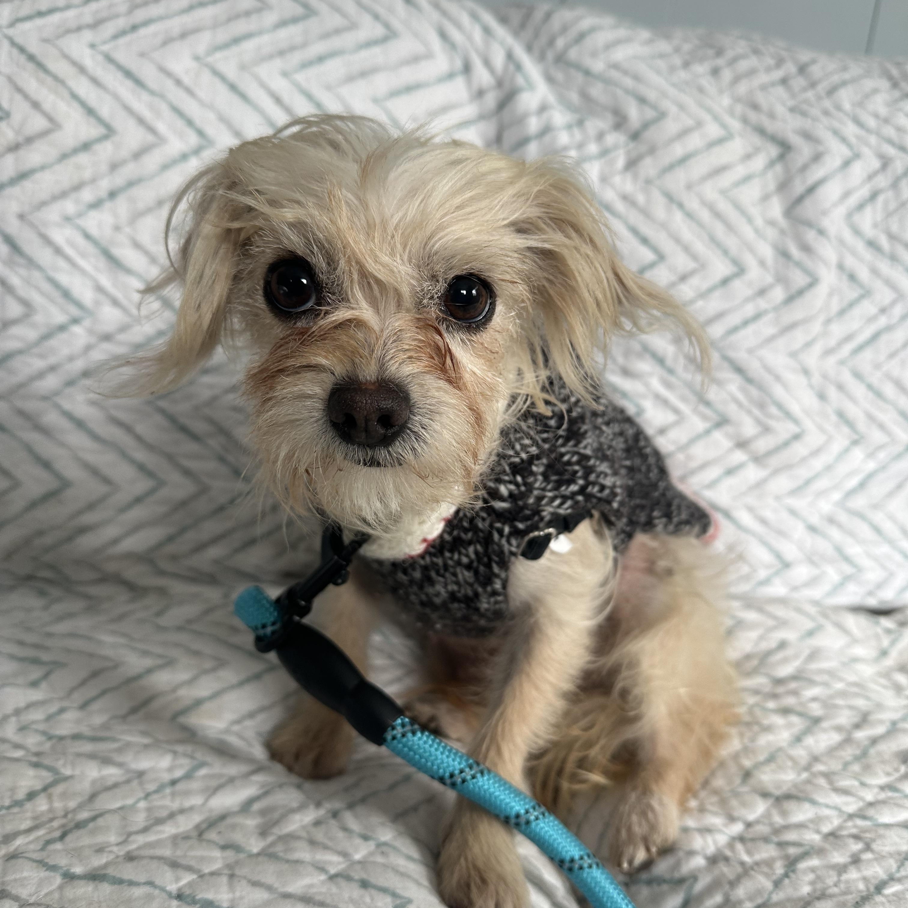 Enlarge Casio, an adopted Maltese in Ocean View, NJ image 3/4