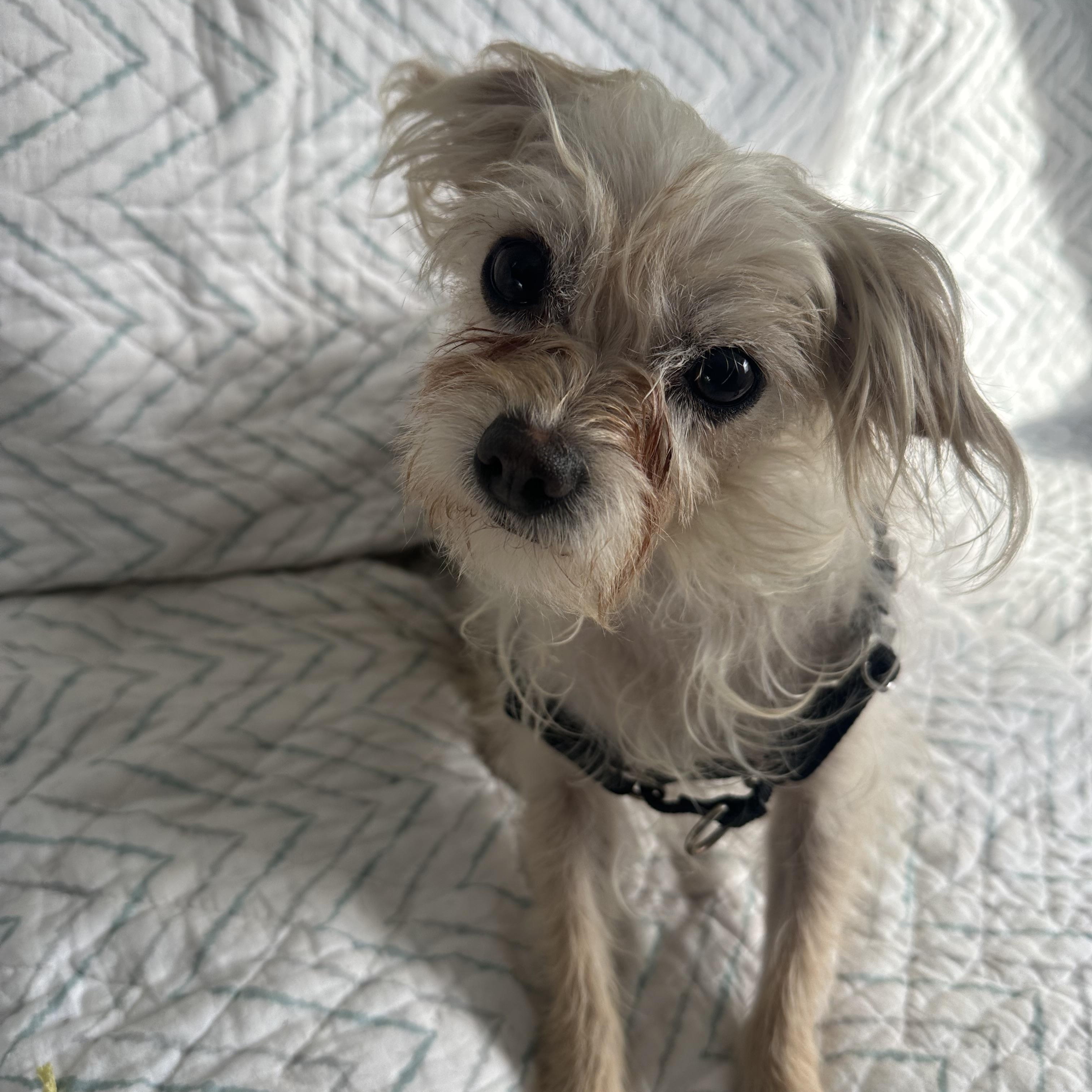 Enlarge Casio, an adopted Maltese in Ocean View, NJ image 1/4