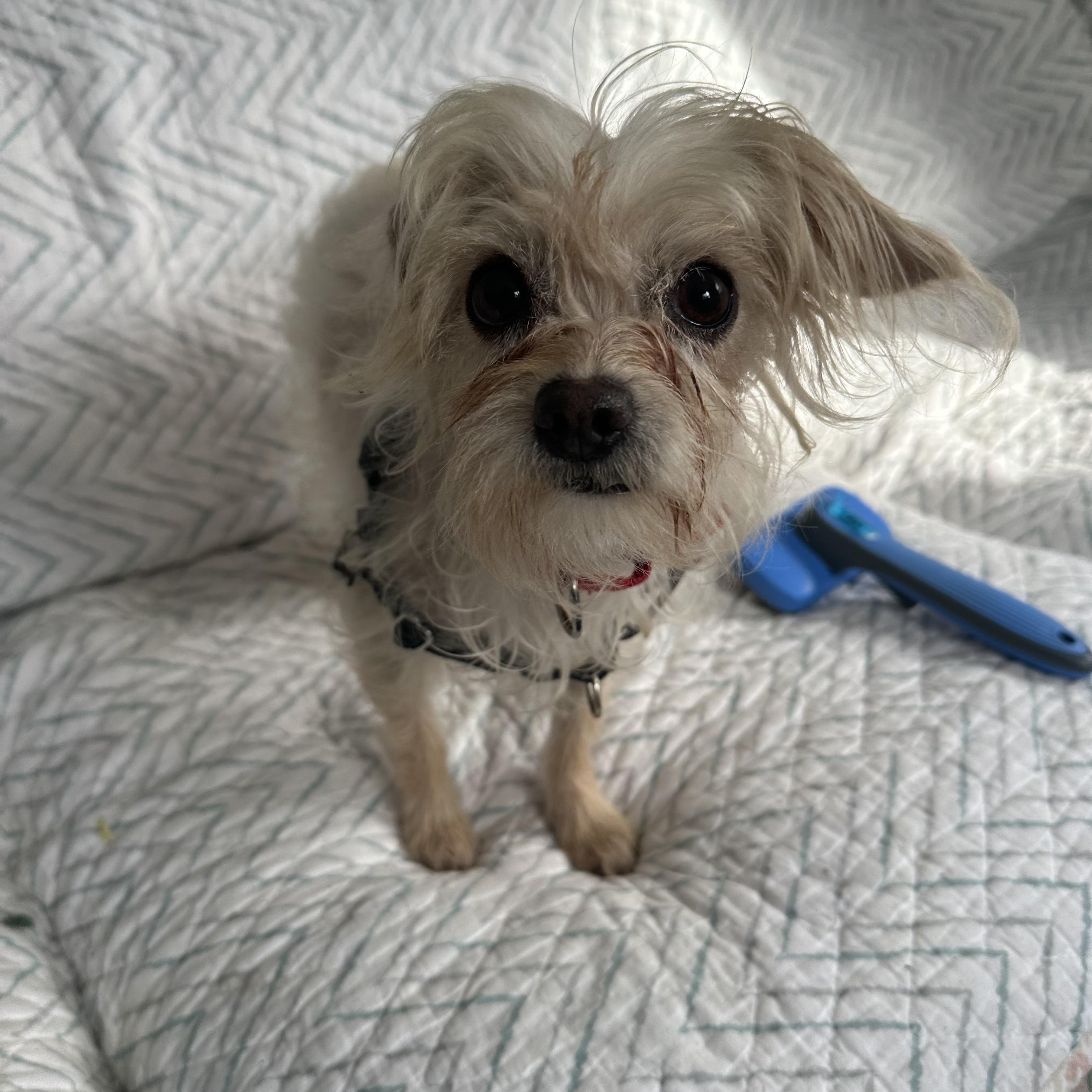 Enlarge Casio, an adopted Maltese in Ocean View, NJ image 2/4