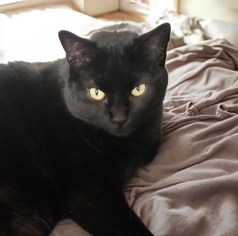 Enlarge Mia, a Adoptable Domestic Long Hair in Knoxville, TN image 1/3
