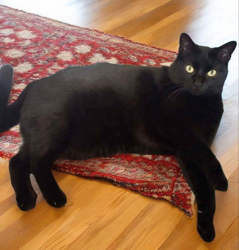 Enlarge Mia, a Adoptable Domestic Long Hair in Knoxville, TN image 2/3