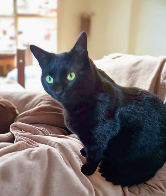 Enlarge Mia, a Adoptable Domestic Long Hair in Knoxville, TN image 3/3