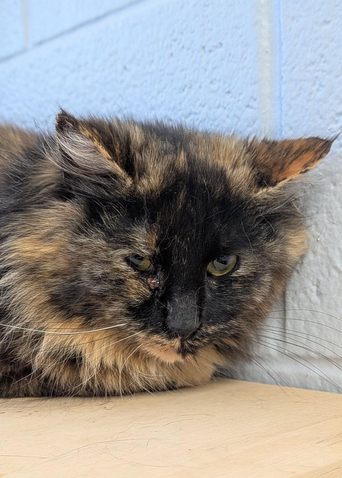 Truffle, ADOPTABLE, Adult Female Domestic Medium Hair.