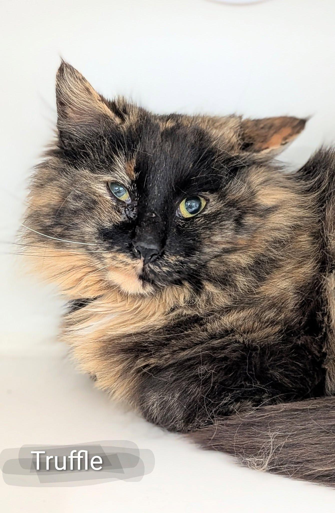 Truffle, ADOPTABLE, Adult Female Domestic Medium Hair.